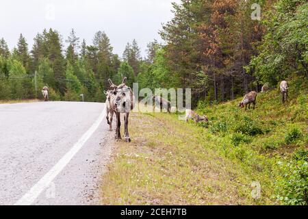 Einheimische Rentiere im Sommer auf einer Straße in Lappland, Nordfinnland Stockfoto