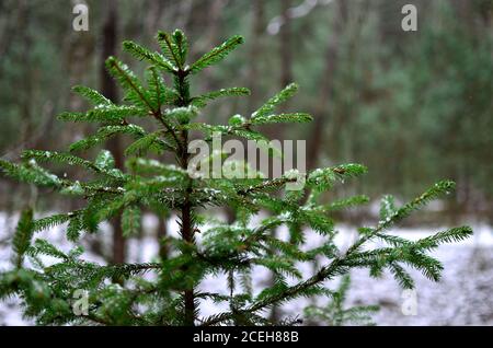 Tannenbaum im Wald. Natürliche Tierwelt, Hintergrund, Textur Stockfoto