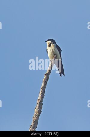 Blau-weiße Schwalbe (Notiochelidon cyanoleuca) Erwachsener auf toten Zweig REGUA, Atlantic Rainforest, Brasilien Juli Stockfoto