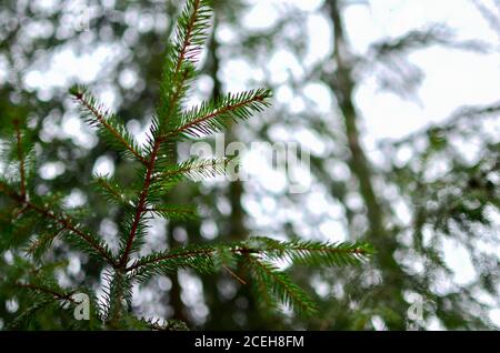 Tannenbaum im Wald. Natürliche Tierwelt, Hintergrund, Textur Stockfoto