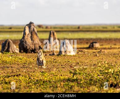 Kangaroo in der Bamurru Plains Lodge, Northern Territory, Australien Stockfoto