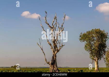 Vogelbeobachtung in der Bamurru Plains Lodge, Northern Territory, Australien Stockfoto