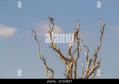 Vogelbeobachtung in der Bamurru Plains Lodge, Northern Territory, Australien Stockfoto