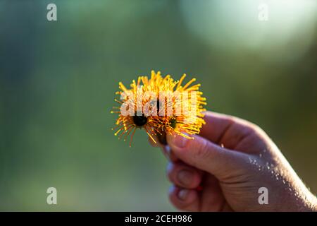 Geführte Tour durch die Bamurru Plains, Northern Territory, Australien Stockfoto