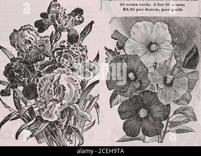 . Das Maule-Samenbuch für 1922. -und sollte in jedem Hardy Grenze sein. Voraussattenaber wenig Aufmerksamkeit, blüht frei während Juli und August. Wird überall wachsen, erreicht eine Höhe von 4 bis 5 Fuß; ausgezeichnet für Grenzen, etc.^5 Cent je; 3 für 60 Cent; 2.35 Dollar pro Dutzend, postpaid. Crinum, kirkii die Blütenstiele sind von einer dunklen purpurfarbenen Farbe, geröllt mit einem großen Cluster von lilienartigen Fransen-Blüten. Die Blütenblätter sind wlte, wlth ein deepeddish lila Streifen durch die Mitte ofach. Gelingt im Pot oder im offenen Boden.40 Cent eacb; H für 75 Cent, postpaid.. FLAGGE oder GARTEN IRIS die Iris ist eine der schönsten, i Stockfoto