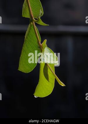 Grüne Blätter mit einem Tropfen Tau auf der Spitze auf schwarzem Hintergrund. Stockfoto