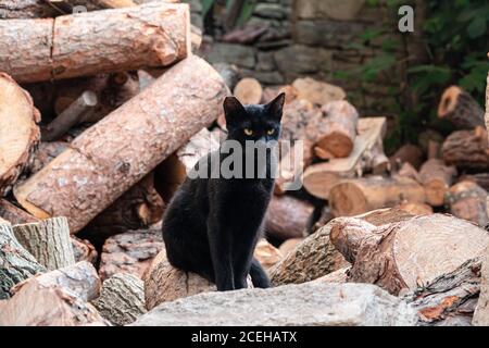 Katze wartet zwischen Felsen und Hackschnitzel. Stockfoto