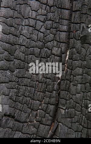 verbrannten Baum Rinde Textur Hintergrund. Alte Holz Baumstamm strukturierte Muster Stockfoto