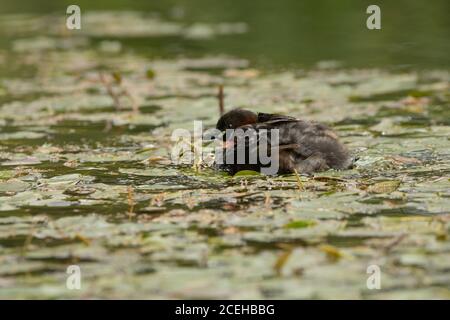 Zwergtaucher mit Küken Stockfoto