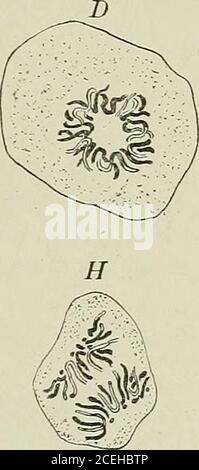 . Textbuch der normalen Histologie: Einschließlich einer Darstellung der Entwicklung des Gewebes und der Organe. Stockfoto