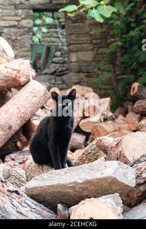 Katze wartet zwischen Felsen und Hackschnitzel. Stockfoto