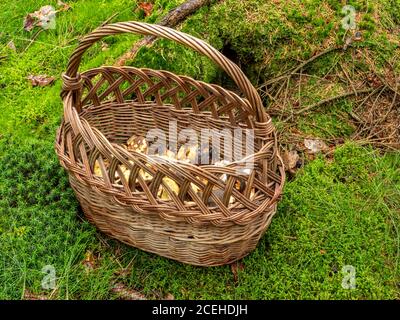 Korb und Pilze sind im Wald Stockfoto