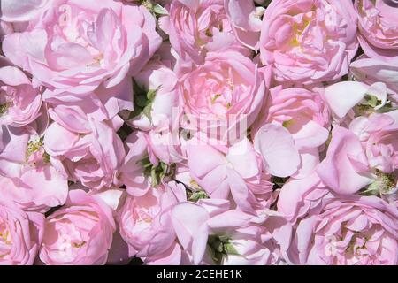 Rosenblüten aus Tee. Rosenölförderung. Industrieller Anbau von Öl tragenden Rose und Rose Öl Produktion in Bulgarien Stockfoto