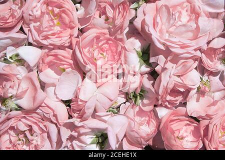 Rosenblüten aus Tee. Rosenölförderung. Industrieller Anbau von Öl tragenden Rose und Rose Öl Produktion in Bulgarien Stockfoto
