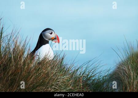 Seevögelpapageientaucher, Fratercula arctica, auf einer grasbewachsenen Klippe an der norwegischen Küste auf der Insel Runde, Møre Og Romsdal. Stockfoto