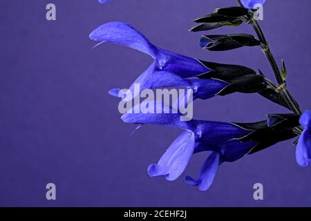 Schwarze und blaue Salvia oder blaue Anis Salbei Blume auf farbigem Hintergrund. Eine große holzige Staude ihre Blüten sind lebhaft kobaltblau. Stockfoto