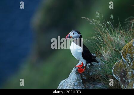 Seevögelpapageientaucher, Fratercula arctica, auf einer grasbewachsenen Klippe an der norwegischen Küste auf der Insel Runde, Møre Og Romsdal. Stockfoto