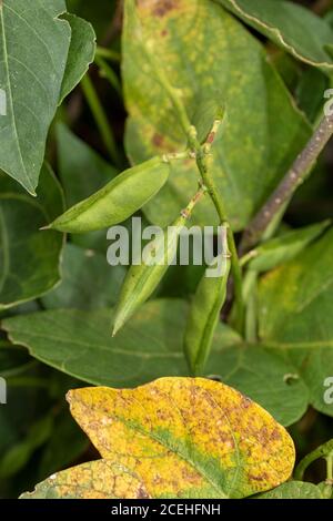 lima Bean (gesprenkelte Butterpea), Phaseolus lunatus, Lebensmittelzutat Stockfoto