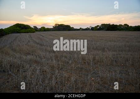 Kornfelder bei Cap de Ses Salines bei Sonnenuntergang mit Aleppo-Kiefern (Pinus halepensis) im Hintergrund (Santanyí, Mallorca, Balearen, Spanien) Stockfoto