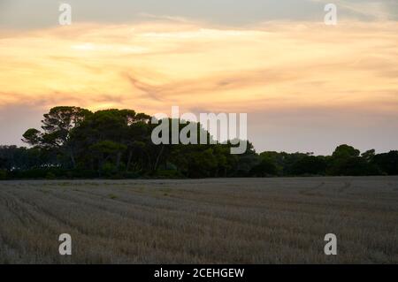 Kornfelder bei Cap de Ses Salines bei Sonnenuntergang mit Aleppo-Kiefern (Pinus halepensis) im Hintergrund (Santanyí, Mallorca, Balearen, Spanien) Stockfoto