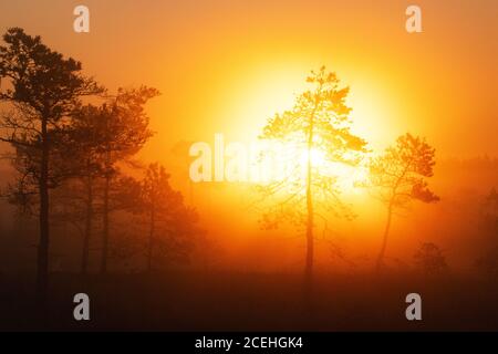 Atemberaubender sommerlicher Sonnenaufgang in einem nebligen estnischen Moor mit kleinen Pinien im Vordergrund, Nordeuropa. Stockfoto