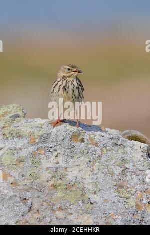 Wiesenpieper, Anthus pratensis, fotografiert neben Tarbatness Leuchtturm in den Highlands von Schottland. Stockfoto