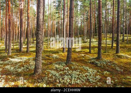 Schöner und trockener sommerlicher Nadelwald im Soomaa Nationalpark, Estnischer Borealwald. Stockfoto