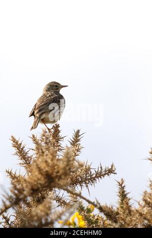 Wiesenpipit auf einem Bein auf Gorse stehend, Anthus pratensis, fotografiert neben Tarbatness Leuchtturm im Hochland von Schottland. Stockfoto