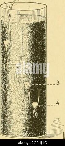 . Pflanzenvermehrung; Gewächshaus und Baumschule Praxis. Nschlorophyll. Bei anderen Arten beginnen die Sämlinge grün zu werden, bevor die Samenschicht gebrochen wird oder kurz nach dem Auftauchen des Theradikels. Konifersämlinge im Dunkeln haben kürzere Wurzeln undcotyledons, aber größere und dickere Hypokotyle als ähnliche Pflanzen im Licht gewachsen. 42. Sauerstoff ist in der Regel in reichlicher Versorgung für die Keimung. Es ist immer in Böden weder dicht eingeschlossenen Norwasser getränkt vorhanden. Wasserpflanzen (Lotus, Seerose) haben besondere Fähigkeit, unter Wasser zu keimen. 43. Tiefe zu Pflanzen. - Tiefbepflanzung ist ungünstig tdgerminati Stockfoto