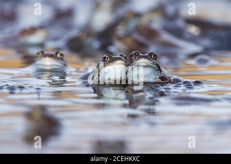 Ein Porträt von zwei europäischen gemeinsamen Fröschen, Rana temporaria während eines Frühlings Frösche laichen in einem Moor der estnischen Natur. Stockfoto