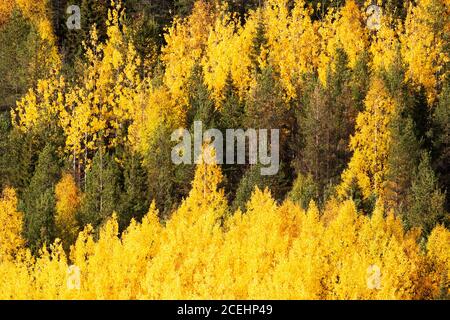 Leuchtend gelbe Blätter aus Aspen und Birken während der Herbstfärbung in der Nähe von Kuusamo, Nordfinnland Stockfoto