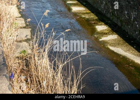 Klingen von hohem gelbem Gras neben einer von Menschen gemachten Drainage Streamen Stockfoto