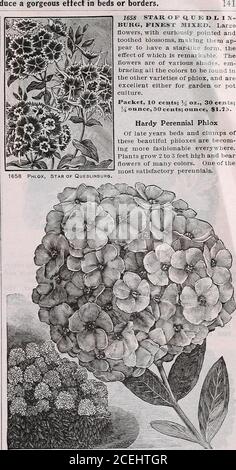 . Das Maule-Samenbuch für 1922. 1655 GRANDIFLORA, GEMISCHT. JIaiy große blühende Sorten eine hervorragende Mischung aus den erlesensten Schattierungen und Farben, die iuclude purewhite, tief und schleimig rot, Rose mit weißem Auge und andere Schattierungen, Excel-lent für Vasen, Topfpflanzen, Hängekörbe, etc., oder für Bettwäsche. Wir verkaufen die Farben in einer Auswahl Mischung, umarmt über fünfzehn Sorten. Pro-Fuse blüht, mit Blumen bedeckt während der ganzen Saison. Paket, 10 Cents; 3^ oz., 30 Cents; !4 oz., 35 Cents; onnce, 1^35. Sauen Maules Wild Flower Garden Mischung in out-of-the-way Orte, zurück viel, Zaun Ecken Stockfoto