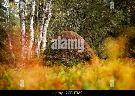 Eine große Ameise brütet in einem Nadelwald in Nordfinnland. Stockfoto