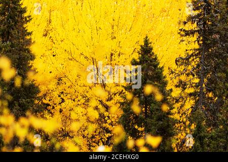 Leuchtend gelbe Blätter aus Aspen und Birken während der Herbstfärbung in der Nähe von Kuusamo, Nordfinnland Stockfoto