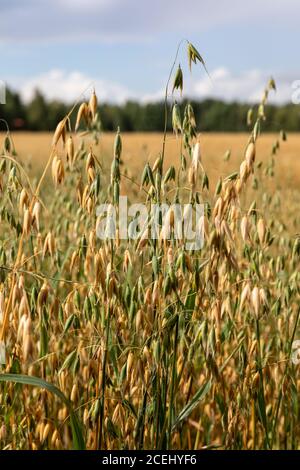 Gemeinsamen Hafer (Avena Sativa) Stockfoto