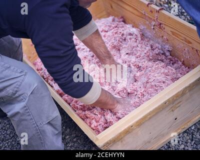 Unbekanntes Männchen, das rohes Hackfleisch mit Händen in Holz mischt Trog Stockfoto