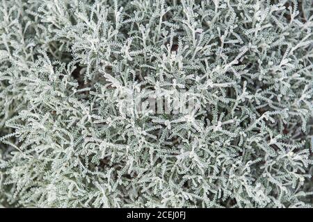 Baumwolle Lavendel oder Grau (Santolina chamaecyparissus Santolina), Heilpflanzen Stockfoto