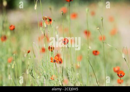 Wilde Mohnblumen. Wunderbare Mohnfeld Hintergrund. Schöne rote Mohnblumen auf einem Feld im Sommer Stockfoto