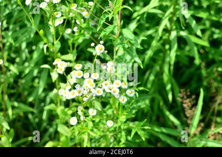 Therapeutische Wildblumen mit weißen Blütenblättern und einer gelben Gänseblümchen, die an einem warmen Sommersonntag auf grünem Hintergrund in einem Park oder Feld blühen. Wunderschön Stockfoto