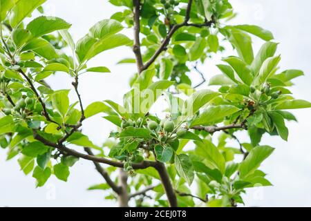 Reife Äpfel im Sommer Obstgarten. Unreife kleine grüne Äpfel auf den Ästen eines Apfelbaums. Stockfoto