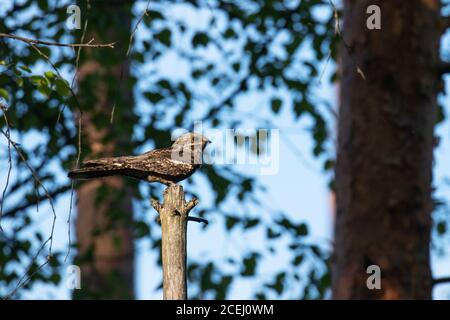 Ruhiger europäischer Nachtscher, Caprimulgus europaeus, der an einem Sommerabend in Estland in einem Moorwald thront. Stockfoto