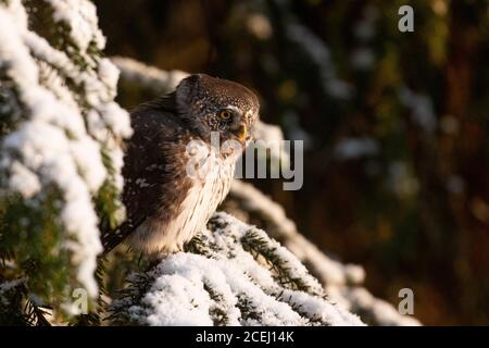 Ernst aussehende Raubkatze Erwachsene Eurasische Zwergeule, Glaucidium passerinum, als kleinste Eule in Europa, sitzend und schauend auf einem verschneiten Fichtenzweig i Stockfoto