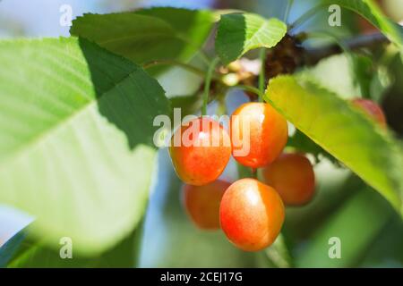 Bio süße Kirsche Reifung auf Kirschbaum Nahaufnahme, sonniger Tag. Natürliche sonnige saisonalen Hintergrund. Makrofotografie Stockfoto