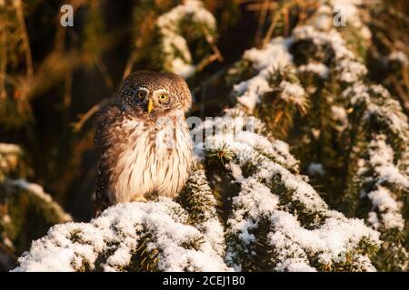 Ernst aussehende Raubkatze Erwachsene Eurasische Zwergeule, Glaucidium passerinum, als kleinste Eule in Europa, sitzend und schauend auf einem verschneiten Fichtenzweig i Stockfoto