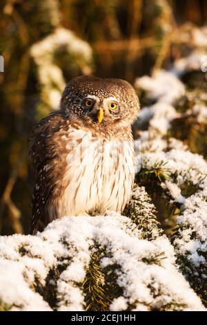 Ernst aussehende Raubkatze Erwachsene Eurasische Zwergeule, Glaucidium passerinum, als kleinste Eule in Europa, sitzend und schauend auf einem verschneiten Fichtenzweig i Stockfoto