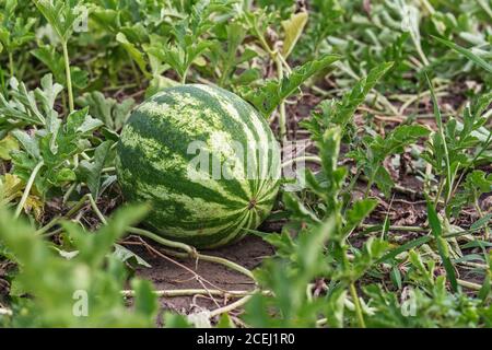 Wachsende Wassermelone auf dem Feld. Wassermelone (Citrullus lanatus) in einem Gemüsegarten Stockfoto