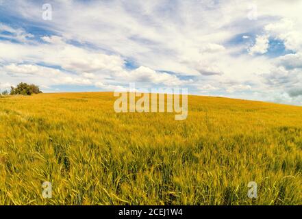 Ländliche Landschaft mit einem schönen Himmel. Luftaufnahme. Blick auf Weizenfelder im Sommer Stockfoto