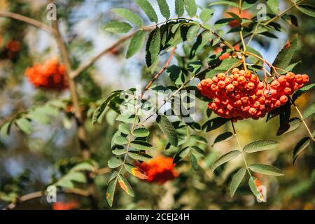 Die Früchte der Bergasche hängen in Clustern auf dem Äste von Bäumen im Herbst Stockfoto