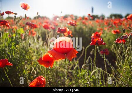 Mohn Feld in Strahlen Sonne. Wunderbares Mohn Feld Ende Mai Stockfoto